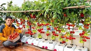 How Grow Tomatoes Harvest Continuously, Bear Fruit All Year Round, Unbelievably Simple!