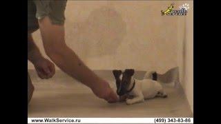 Дрессировка щенка, как отучить щенка кусаться