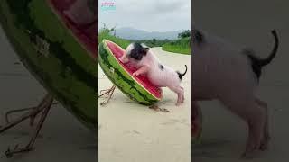 Funny pig #shorts #funnyshorts #funnypig