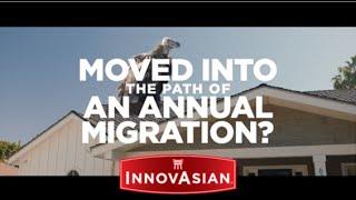 InnovAsian Occasion - Moved into the path of an Annual Migration?
