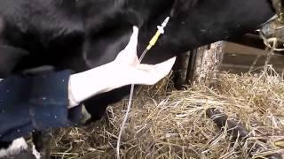 Ветеринария коров  Вливание в яремную вену корове