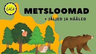 METSLOOMAD + jäljed ja hääled | ÕPIME EESTI KEELT | Mängime peitust | Väikelastele