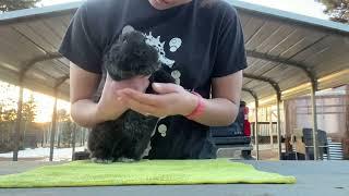 Evaluating 9 Week Old Silver Fox Rabbits | Vanessa x Edwardo
