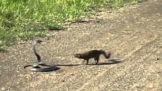 cobra vs mongoose