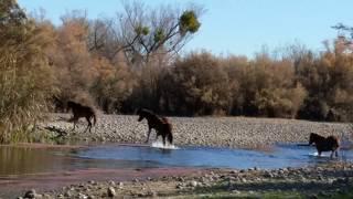 Wild Mustangs Roaming Free in Arizona - Stunning Footage