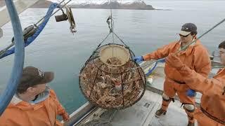 Loaded Pots Full of Tanner Crab! - Hauling Crab Pots in Alaska | Tanner Season 2023