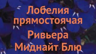 Лобелия прямостоячая Миднайт Блю  лобелия Миднайт Блю обзор: как сажать семена лобелии Миднайт Блю