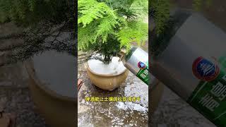 廢物利用種盆栽 #盆栽