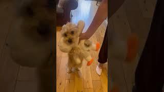 Eggy is very excited about his new present (part 1) #cute #puppy  #teddybear #dog