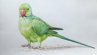 Parrot Drawing in Color Pencils | Bird Drawing | Camlin Color Pencil