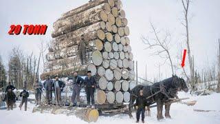 Гигантские Тяжеловозы в действии. Это самые сильные Лошади на планете.