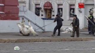 Обезумевшие лошади устроили переполох на Красной площади