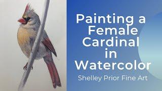 Female Cardinal in Watercolor