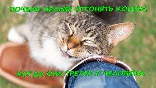 ПОЧЕМУ НЕЛЬЗЯ ОТГОНЯТЬ КОШКУ, КОГДА ОНА ТРЕТСЯ О ЧЕЛОВЕКА   Cat rubs against man