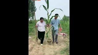 Husband and wife working together to grow corn！#funny #couple #funnycouple #familyfunny