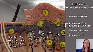 Anatomy of the Skin