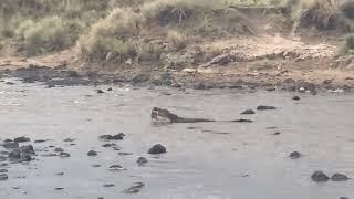 A massive Nile crocodile catches and swallows a live gazelle whole 