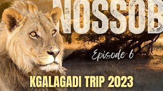 Lots of LIONS at Nossob in the Kgalagadi!  |  Episode 6/6
