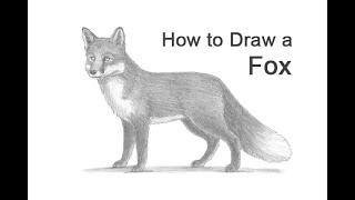 How to Draw a Fox (Red Fox)