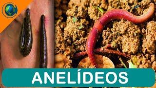 ZOOLOGIA - ANELÍDEOS