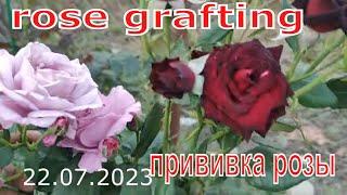 прививка розы на другую розу \\ rose grafting