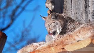 Capturing the Lynx: Wild Beauty  