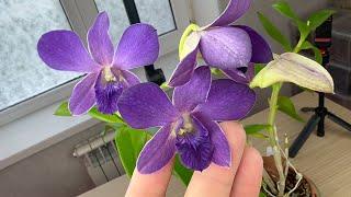 ШОК - орхидеи БЕЗ химии и нормального ухода дома // ЧЕРНИЛЬНАЯ орхидея с ароматом ванили