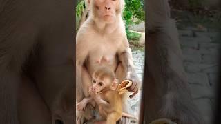 monkey video | monkey | bandar #bandar #monkey #monkeyvideo