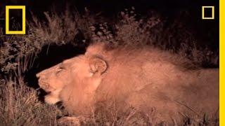 Ant Lion Death Trap | National Geographic