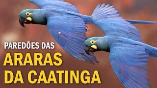 ARARAS-AZUIS da CAATINGA: UM REFÚGIO IMPRESSIONANTE na Bahia!