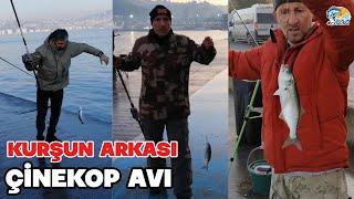 KURŞUN ARKASI ÇİNEKOP-SARIKANAT AVI.BUZ GİBİ BİR HAVA .İSTANBUL BOĞAZI NDA ÇİNEKOPLAR BU SENE BOL.