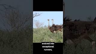 Ostriches The Grounded Giants - Flightless Birds Explained! #animalfacts #ostrich #wildlife #shorts