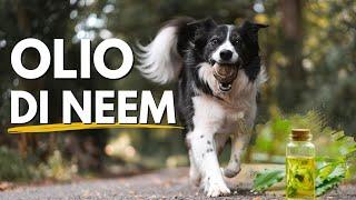 Ho deciso di provare l'olio di Neem come antipulci per il mio cane.