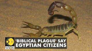 Scorpion invasion accompanies fierce storm in Southern Egypt | Aswan | Latest English News | WION