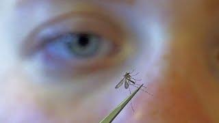 Concerns grow over West Nile virus after two more deaths in Seville