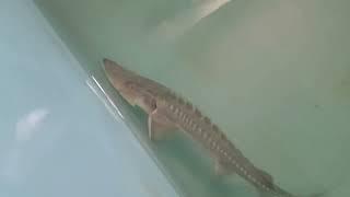 Large Amu Darya shovelnose sturgeon. Nukus Balyk fish hatchery,  Uzbekistan. 15.05.2024