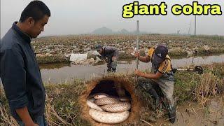 Using A Snake Detector To Detect 2 King Cobras Curled Up In The Cave