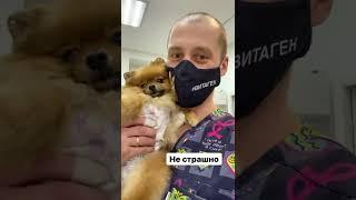 Стерилизация померанского шпица