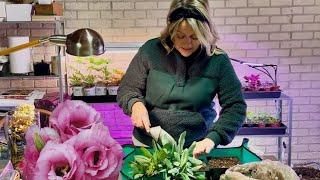 • how to grow LISIANTHUS (from cuttings chatty & technical) • January garden jobs zone 5 cut flowers