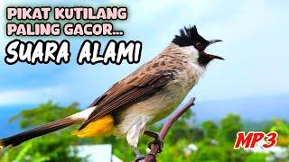 Special for Masteran - The Attractive Sound of Garuda Gacor Kutilang