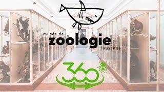 Une Visite Immersive - Musée Cantonal de Zoologie en 360° !