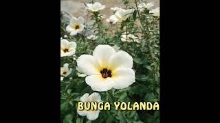 BUDIDAYA LEBAH KLANCENG|| JENIS BUNGA YANG DISUKAI LEBAH KLANCENG/LANCENG||BERKEBUN BUNGA!