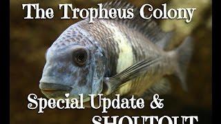 The Tropheus Colony Special Update & SHOUTOUT