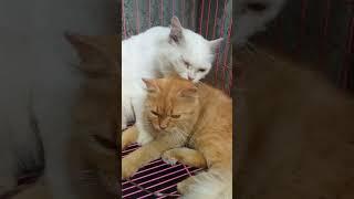 Aduduhh Mesranya. Kucing Romantis Bikin Baper  #shorts #youtubeshorts #shortsfeed