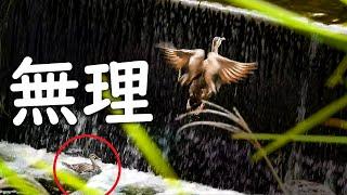 カルガモ親子 雛鳥に見捨てられる母鳥【身近な生き物語】