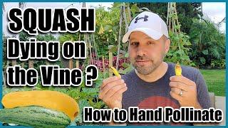 Squash Dying on the Vine? How to Hand Pollinate Squash, Pumpkins, Zucchini and Cucumbers