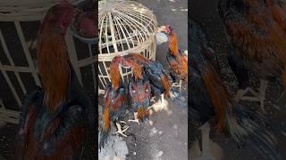 Spill racikan pakan ayam usia 5 bulan | Aditya farm 99