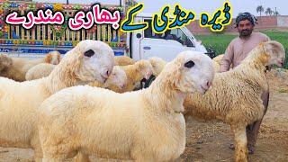 Mandi ka heavy weight Mundra Qurbani season 2025 Mundra farming Malik Imran Goat Farm  26 Feb 2025