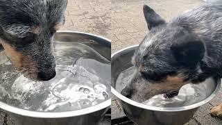 Waterbiting by True-Blue Outback Heeler