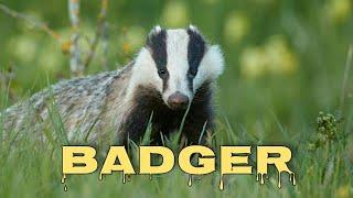 European badger sounds, badger scream